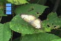 Scene 16_Small Nymphalidae on leaf